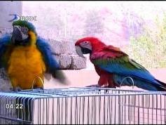 Duhok tv  03