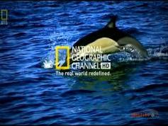 NSS 6 at 95.0 e-Indian footprint-packet Dish TV-12 647 V National Geographic Channel HD Asia-11